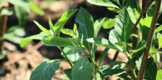 Bitter Leaf: Why You Should Take Advantage of This Herb Bitter leaf