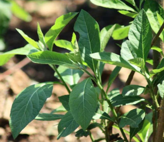 Bitter Leaf: Why You Should Take Advantage of This Herb Bitter leaf