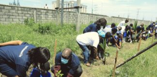 Dangote Volunteers Plant Trees to Boost Ecosystem Restoration Dangote Volunteers Plant Trees to Boost Ecosystem Restoration